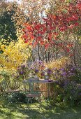 Small seat next to Rhus typhina (vinegar tree) and Morus nigra