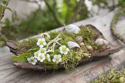 Maiengruen : Baumrinde mit Blüten und Blättern von Erdbeere (Fragaria)