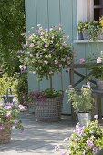 Pelargonium 'Pink Champagne' stem planted