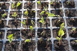 Bush beans (Phaseolus) seedlings, preferred in pot plate