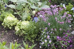 Flowerbed with lettuce, salad (Lactuca), flowering chives