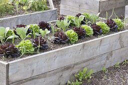 Raised bed of Salanova salads, cabbage and onions