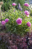 Blühende Paeonia (Pfingstrose) im Staudengarten, Centaurea montana