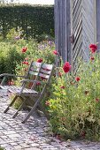 Papaver somniferum (Schlafmohn) mit roten Blüten