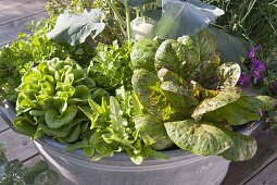 Zinkwanne mit Salat 'Forellenschluss' rechts, 'Till' mittig und Salanova