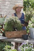 Frau bepflanzt Spankorb mit Kräutern