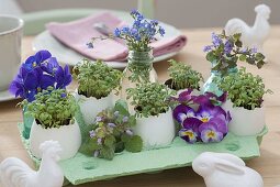 Cress seeded in empty eggs as Easter table decoration