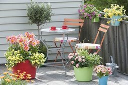 Roter Plastikbottich mit Dahlia (Dahlien), Calibrachoa 'Neo Yellow'