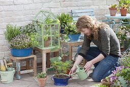 Frühsommer-Terrasse mit Kräutern und selbst gezogenen Jungpflanzen