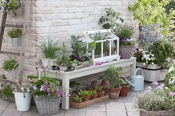 Terrace with preferred young plants and herbs