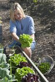 Raised bed of Salanova salads, cabbage and onions