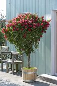 Blossoming callistemon in wooden tub on terrace, bench