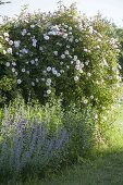 Pink 'Bobby James' (Rambler rose), once flowering, very fragrant