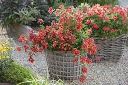 Nemesia Sunsatia plus 'Clementine' (Elfenspiegel) in Topf mit Korbuebertopf