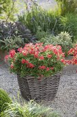 Pelargonium capitatum 'Concolor Lace' (Duftpelargonie) im Korb