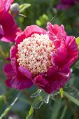 Paeonia lactiflora 'Tom Eckardt' (precious peony)