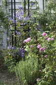 Clematis 'Juuli' at Rankstele, Rosa 'Loiuse Odier'