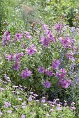 Lavatera thuringiaca 'Rosea' (Thuringian shrub poplar) in the pot