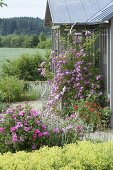 Rose Taunusbluemchen am Teehaus