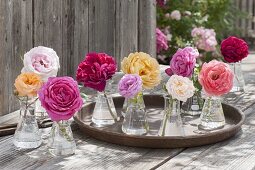 Variety of roses across the garden