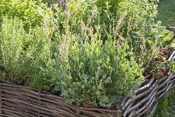 Buckler sorrel or Roman Dock (Rumex scutatus)