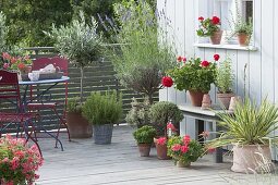 Mediterraner Balkon mit Lavendel - Stamm (Lavandula), Olea europaea