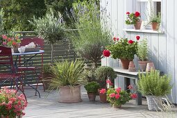 Mediterranean balcony with lavender trunk, Olea europaea