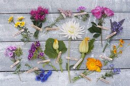 Tableau with edible flowers of perennials, garden flowers and vegetables