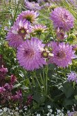 Pink and white planted flowerbed with hazel grove border