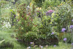 Currants in a bed with hazel groves