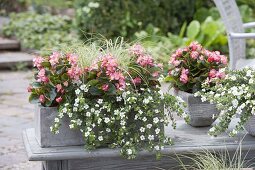 Grauer Kasten und Topf mit Begonia semperflorens (Eisbegonien), Bacopa