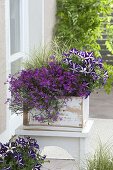 Petunia 'Crazytunia Starlight Blue', Lobelia 'Purple Star'