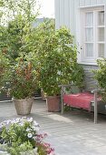 Balkon mit roten Johannisbeeren