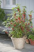 Balkon mit roten Johannisbeeren