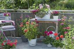 Balcony with zinnia, white metal jardiniere planted with Calibracho
