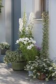 White planted tubs at the house entrance