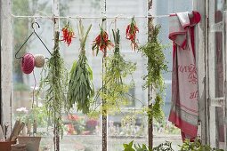 Kräuter am Fenster trocknen : Beifuss (Artemisia), Salbei (Salvia), Fenchel