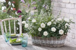 white Rosa (roses) and Calamintha nepeta 'Triumphator' (stonecrop)