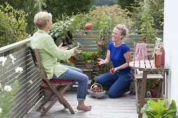 Women at the tomato harvest on the balcony