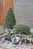 Winterliches Beet mit Rauhreif : Buxus (Buchs) , Staemmchen, Kegel