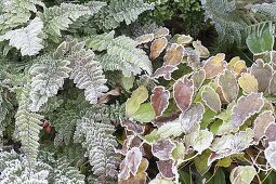 Wintery bed with hoarfrost