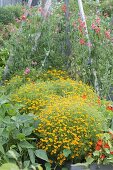 Connect self-built raised boards beds with trellis and plant