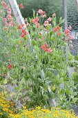 Connect self-built raised boards beds with trellis and plant