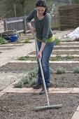 Prepare the vegetable bed and plant the casing of parsley