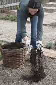 Prepare the vegetable bed and plant the casing of parsley