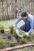 Prepare the vegetable bed and plant the casing of parsley