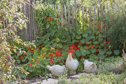 Rural Staketenzaun with Tropaeolum (nasturtium)