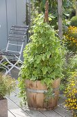 Woman planting tub with Mexican mini cucumber