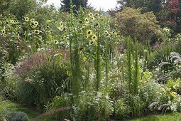 White-yellow bed with summer flowers and grasses