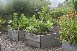 Selfmade raised beds from boards in late summer